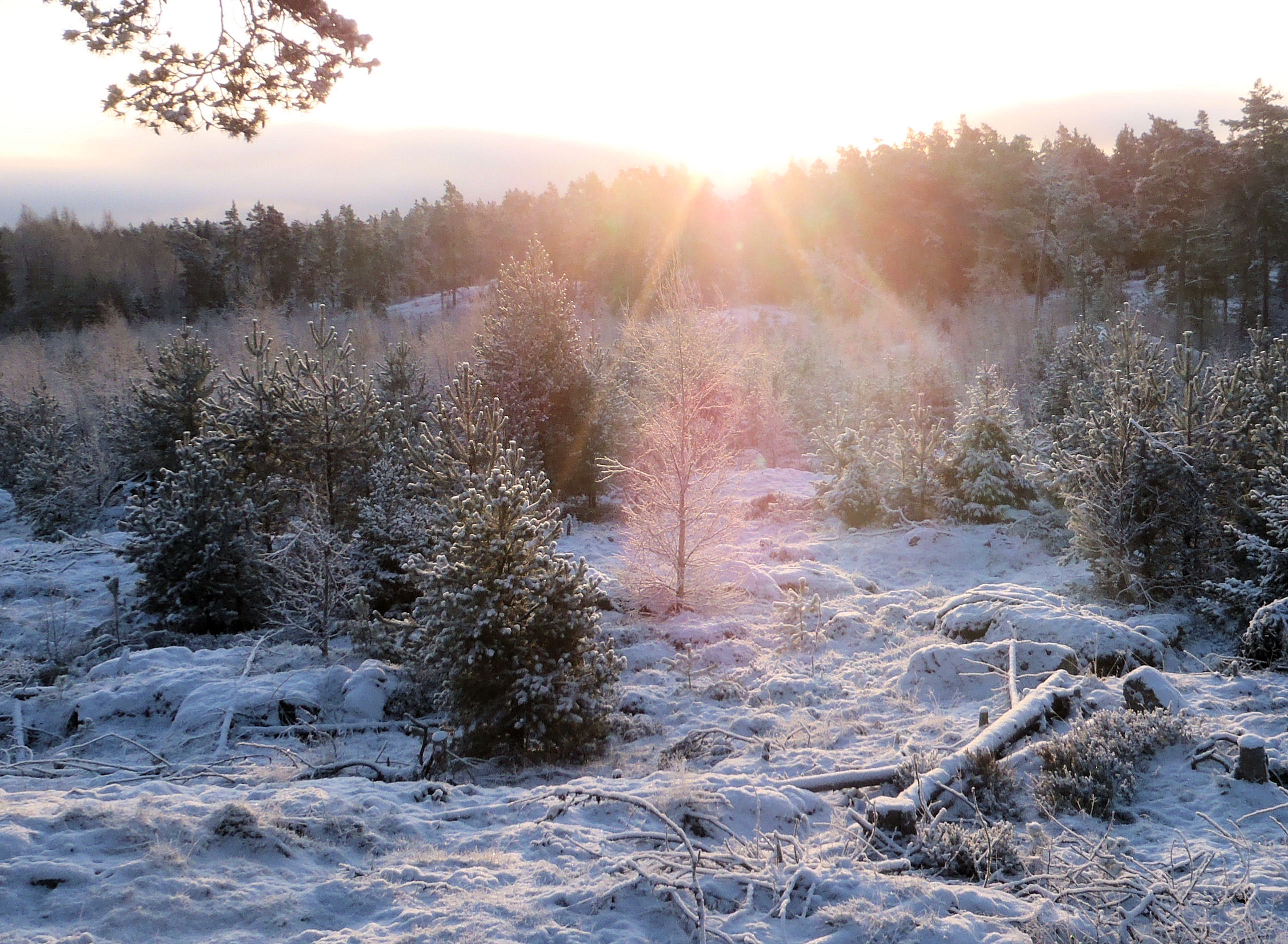 Loppiaiskisa, tulokset – Espoon Suunta